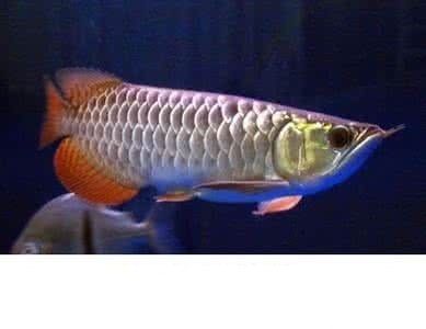 龍魚蹭缸的原因及處理方法（龍魚為什么會(huì)蹭缸）