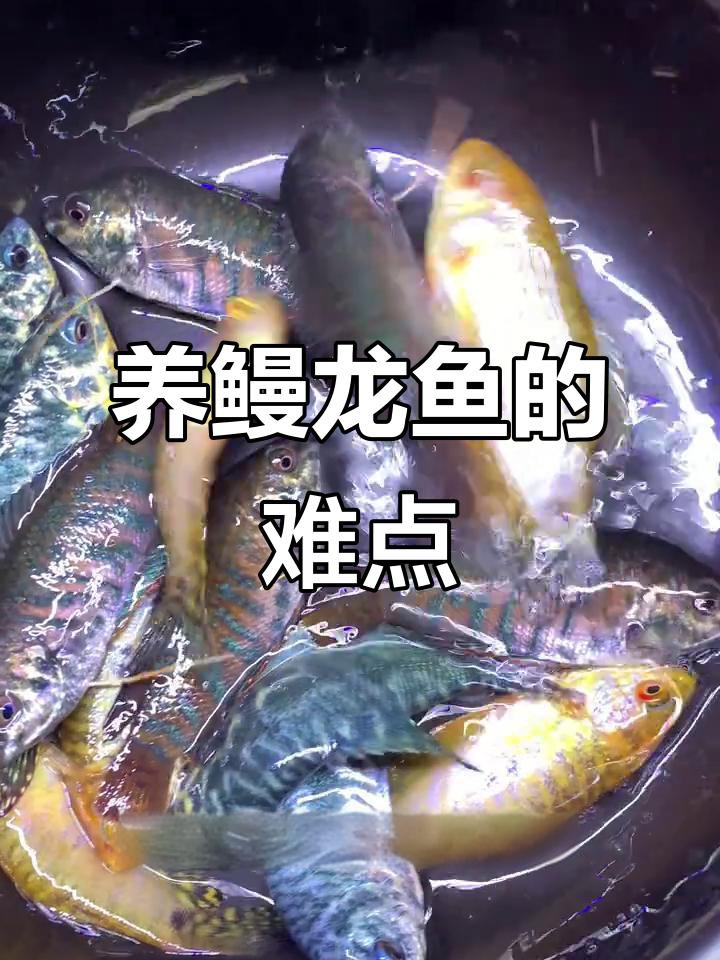 能再詳細說說曼龍魚的飼養要求嗎？ 能再詳細說說曼龍魚的飼養要求嗎？ 龍魚百科 第7張