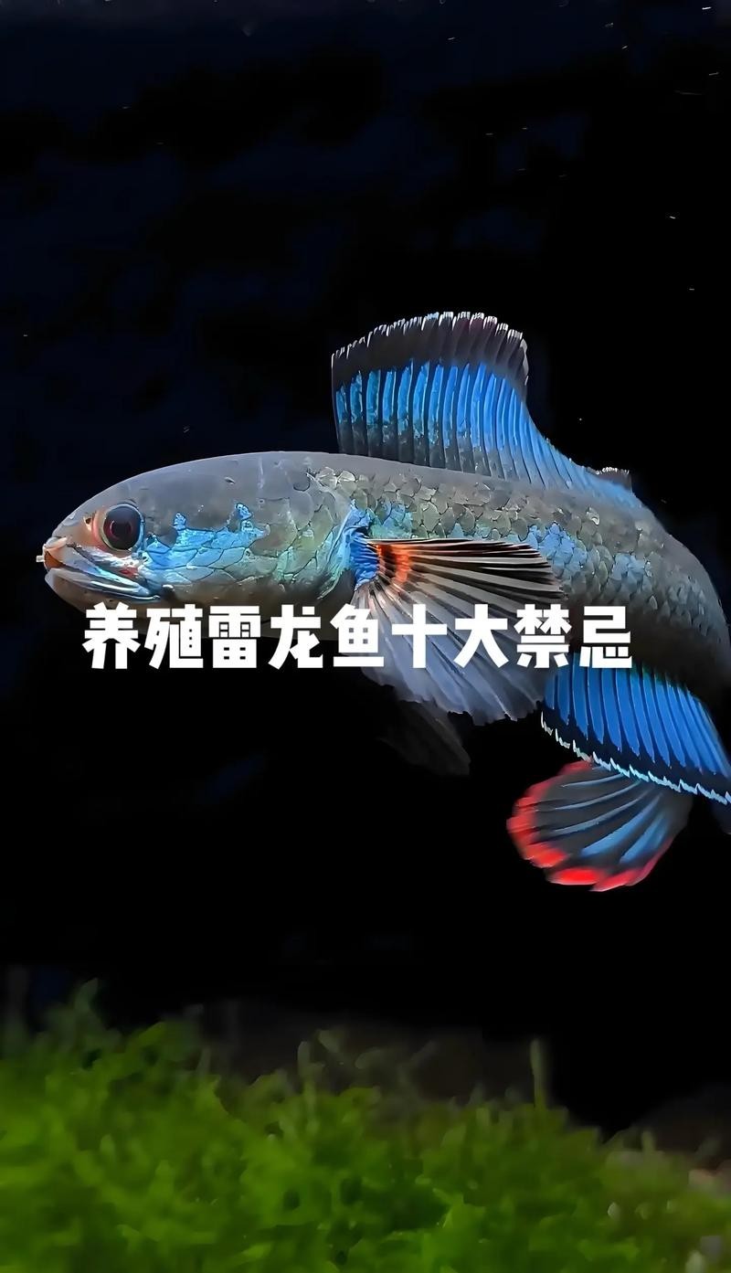 雷龍魚和恐龍魚的區別圖片