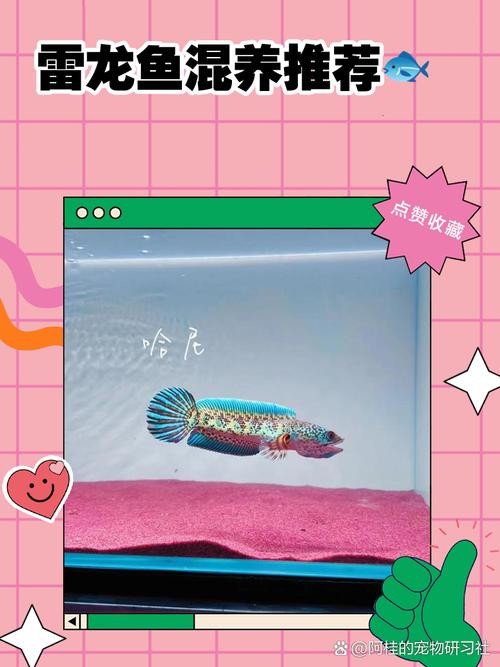 雷龍魚和恐龍魚的區別圖片