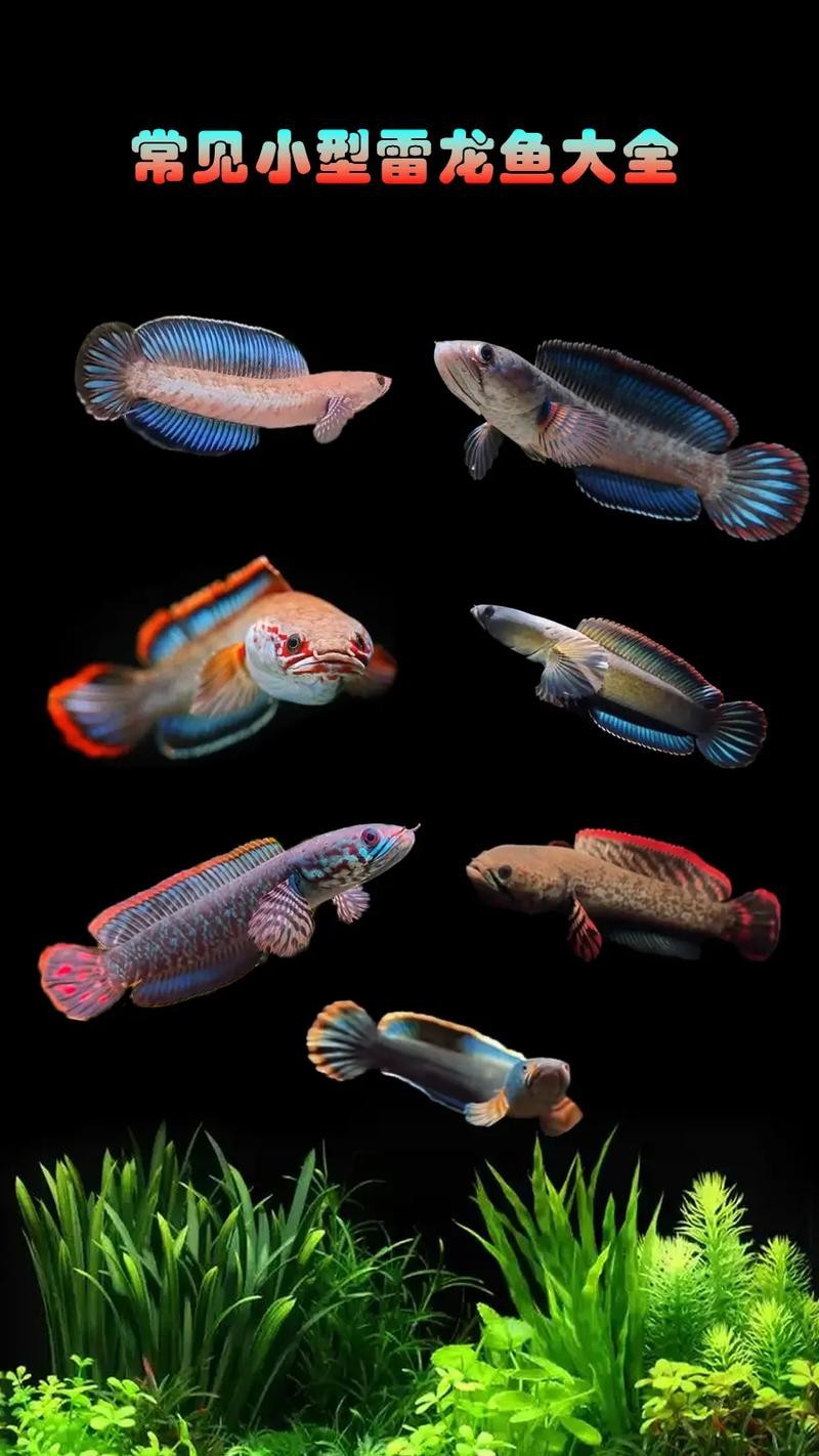 雷龍魚和恐龍魚的區別圖片