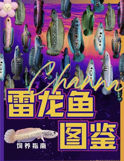 雷龍魚和恐龍魚的區別圖片