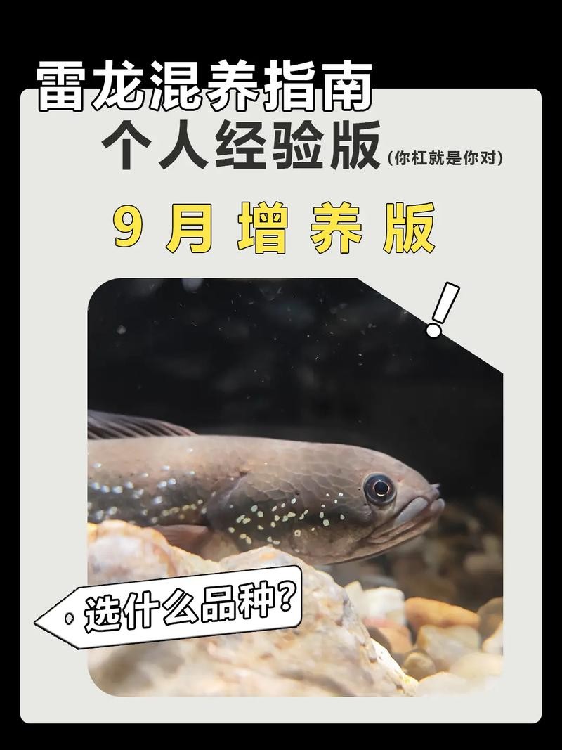雷龍魚和恐龍魚的區別圖片