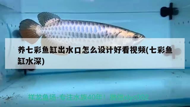 龍魚是金魚嗎還是銀魚：龍魚不是金魚也不是銀魚