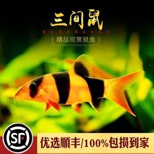 龍魚缸除藻工具魚：龍魚缸中除藻的好幫手，龍魚缸中除藻工具魚的好幫手 龍魚缸除藻工具魚：龍魚缸中除藻的好幫手，龍魚缸中除藻工具魚的好幫手 龍魚百科 第3張