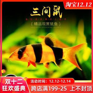 龍魚缸除藻工具魚:龍魚缸中除藻的好幫手,龍魚缸中除藻工具魚的好幫手 龍魚百科 第2張 龍魚缸除藻工具魚:龍魚缸中除藻的好幫手,龍魚缸中除藻工具魚的好幫手 龍魚缸除藻工具魚:龍魚缸中除藻的好幫手,龍魚缸中除藻工具魚的好幫手 龍魚百科 第2張