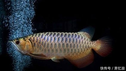 龍魚烤色后多久會反垢：如何面對龍魚烤色后多久會反垢