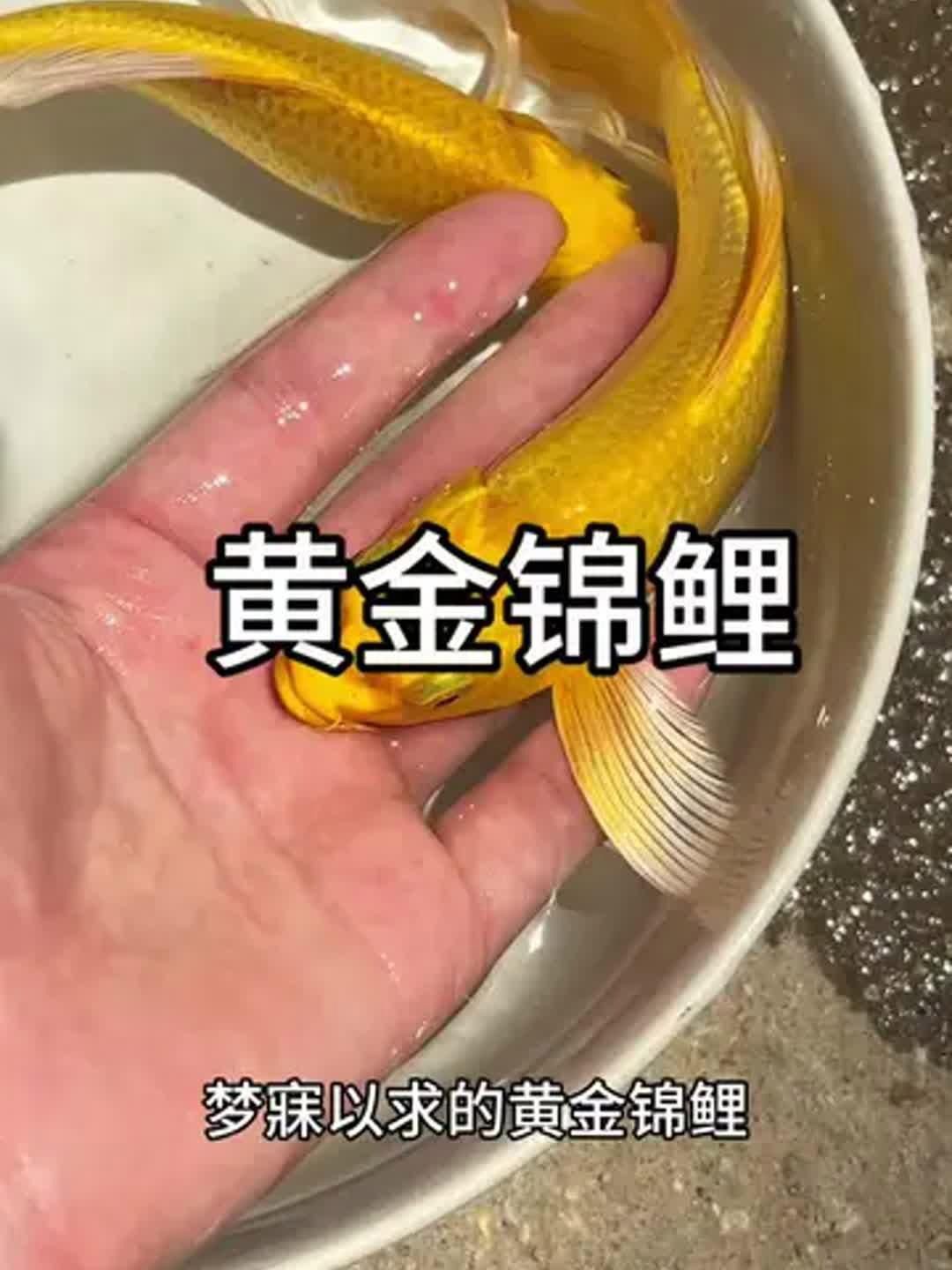 龍鳳錦鯉和黃金錦鯉的區別