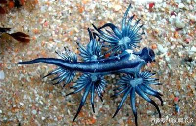 名字帶龍的魚