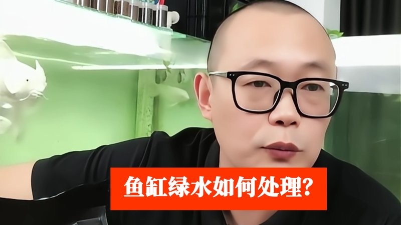 龍魚吐綠色絮狀物是什么