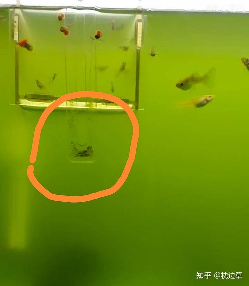 龍魚吐綠色絮狀物是什么