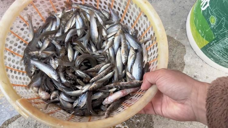 馬古龍魚(yú)是啥樣的圖片