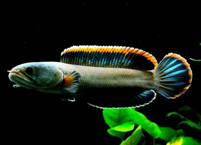 馬古龍魚(yú)是啥樣的圖片
