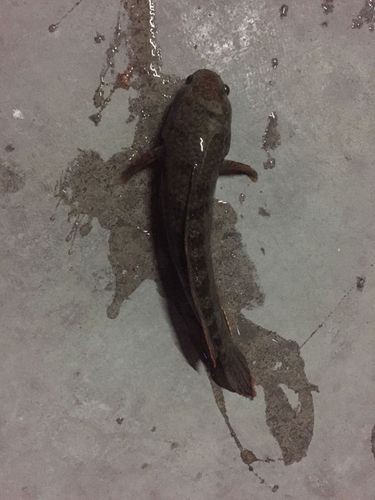 馬古龍魚(yú)是啥樣的圖片