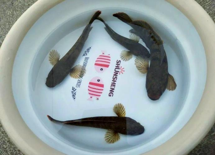 馬古龍魚(yú)是啥樣的圖片