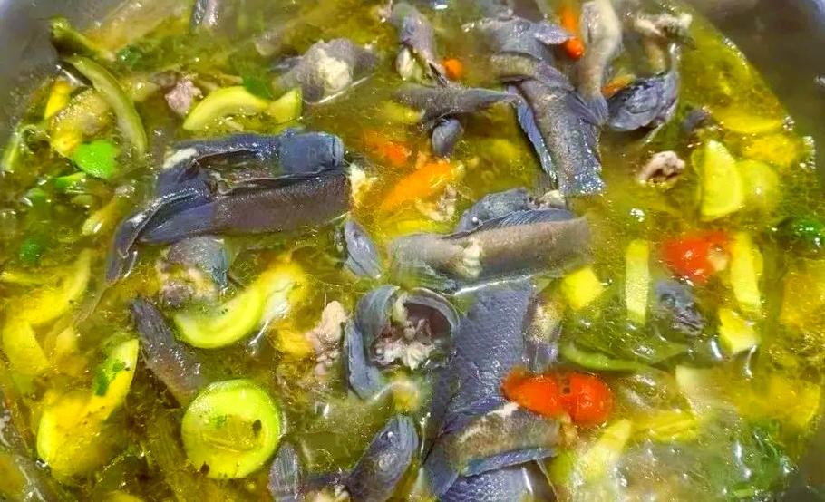 馬古龍魚(yú)是啥樣的圖片