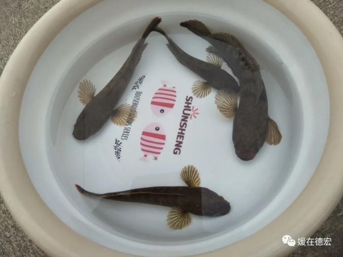 馬古龍魚(yú)是啥樣的圖片