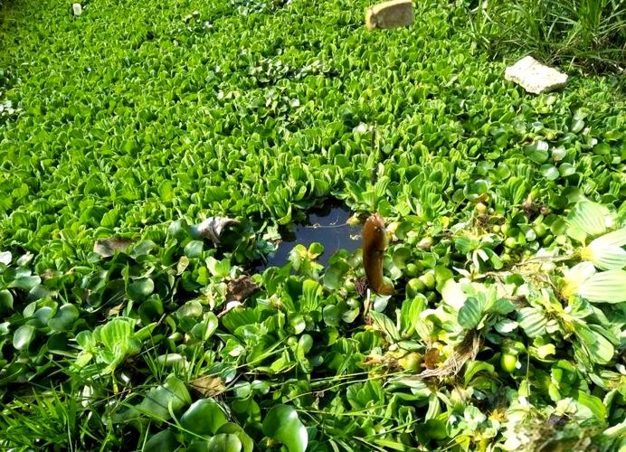 馬古龍魚(yú)是啥樣的圖片