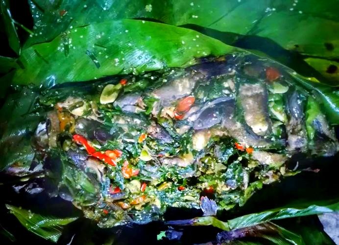 馬古龍魚(yú)是啥樣的圖片