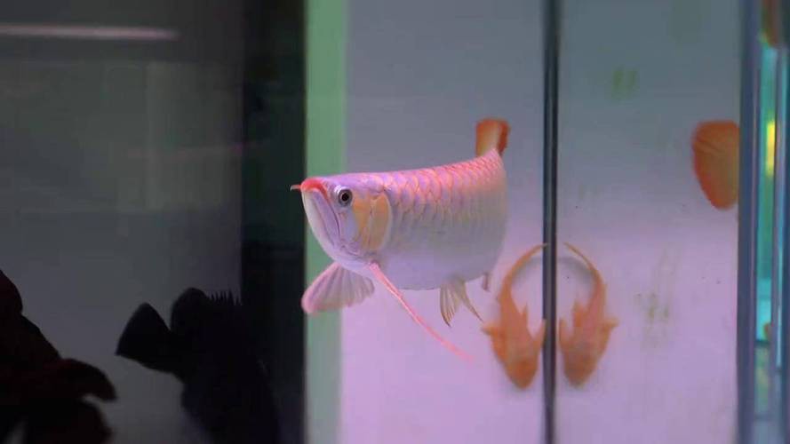 印尼紅龍魚多少錢一條啊圖片