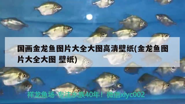 國畫金龍魚圖片大全大圖高清壁紙(金龍魚圖片大全大圖壁紙)