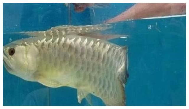 金龍魚不吃飯的原因