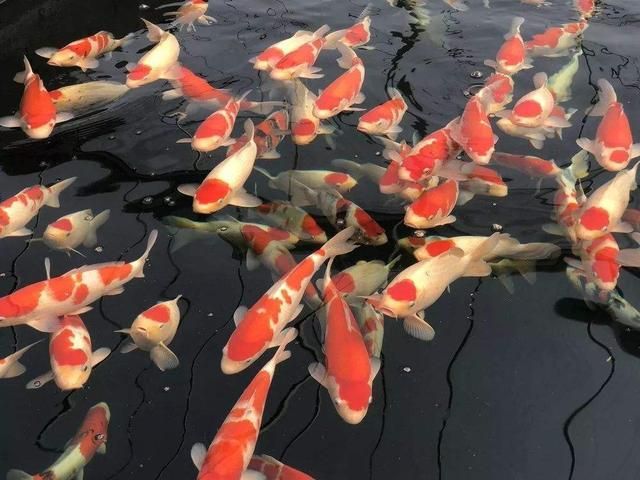 龍魚平均壽命：龍魚平均壽命受到多種因素影響，如何科學飼養龍魚壽命
