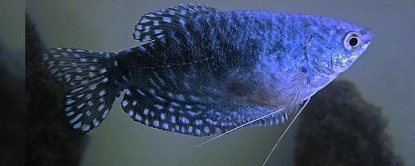 龍魚平均壽命：龍魚平均壽命受到多種因素影響，如何科學飼養龍魚壽命