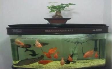 龍魚平均壽命：龍魚平均壽命受到多種因素影響，如何科學飼養龍魚壽命