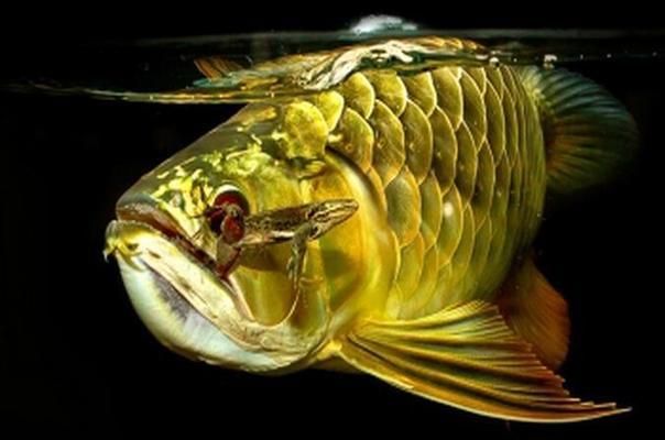 龍魚喂食方法（龍魚的喂食方法）