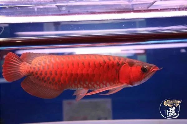 龍魚燈用日光燈還是led燈：選擇龍魚燈的光源時需要考慮多個因素
