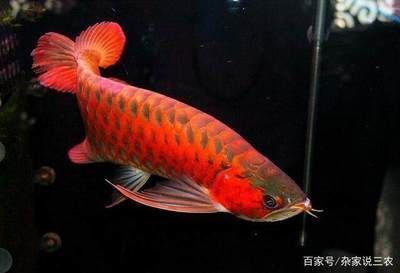 紅龍魚最貴的三個品種是什么（紅龍魚中最貴的三個品種）