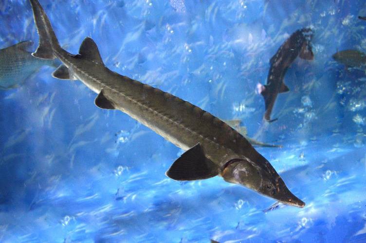 中華尋龍魚圖片搜索