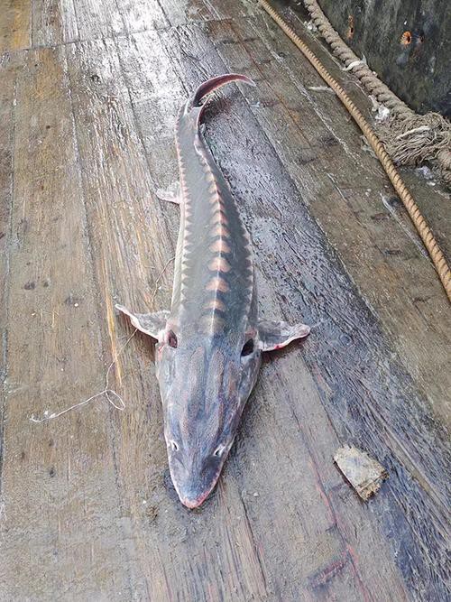 中華尋龍魚圖片搜索