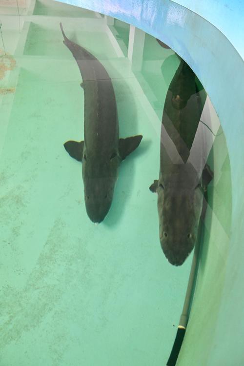 中華尋龍魚圖片搜索