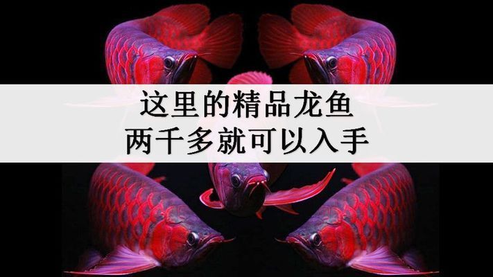 頂級銀龍魚價格，銀龍魚市場價格走勢