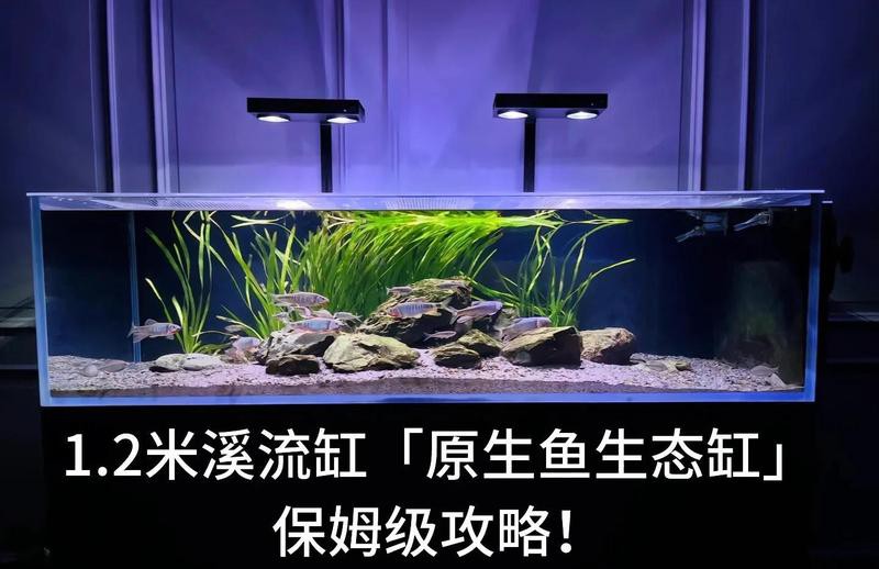 一米二魚缸需要多大的過濾系統？