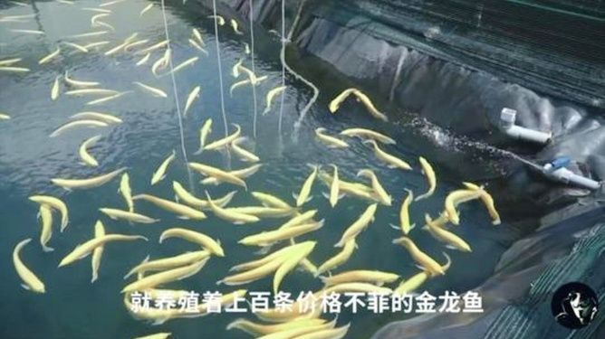 金龍魚怎么賣的多（金龍魚銷售成功的原因主要歸結于以下幾個方面）