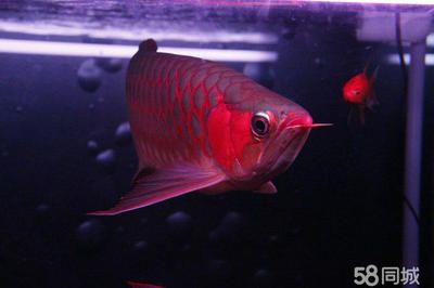 龍魚打包運輸36小時有事嗎？：打包運輸龍魚的注意事項