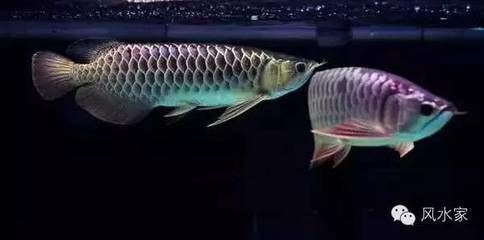 金龍魚缸什么牌子好用又實(shí)惠的（森森魚缸用戶評(píng)價(jià)匯總）