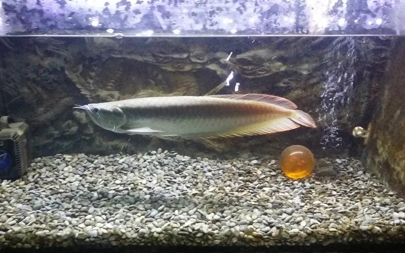 銀龍魚長大了什么樣子圖片