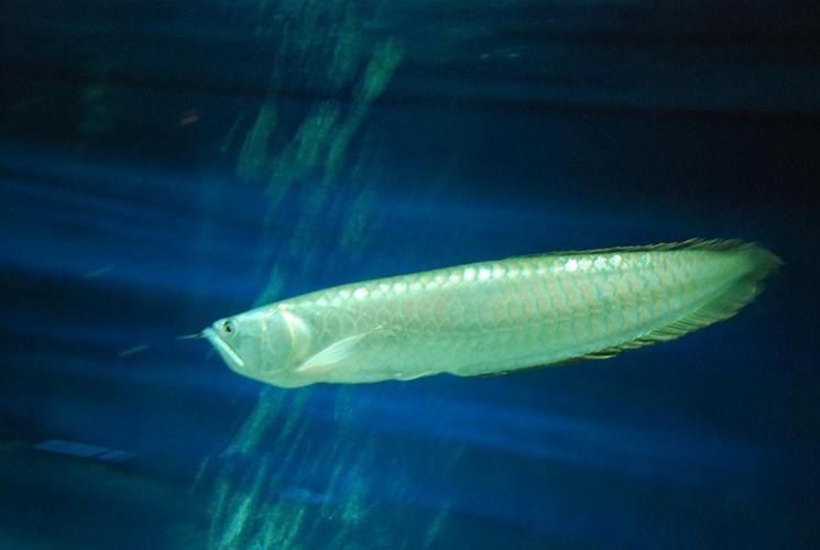 銀龍魚長大了什么樣子圖片