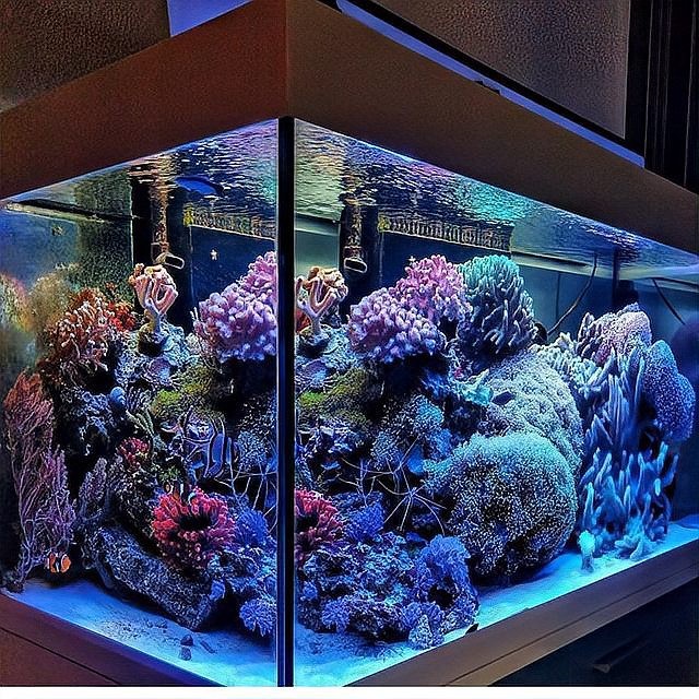 銀龍魚長大了什么樣子圖片