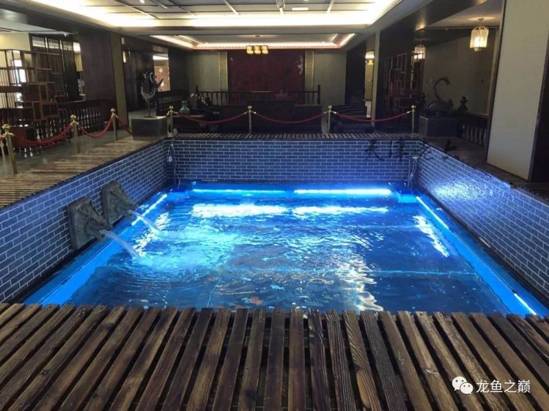 銀龍魚長大了什么樣子圖片