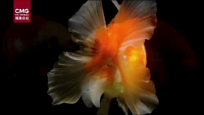 紅龍魚動態壁紙有哪些風格可選？