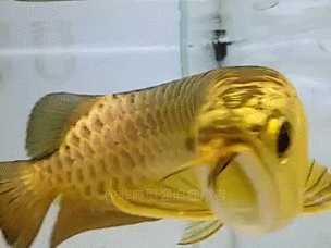 紅龍魚動態壁紙有哪些風格可選？