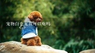 金龍魚泛白怎么辦啊：金龍魚泛白如何處理金龍魚泛白怎么辦360問答