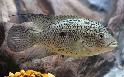 適合龍魚混養的中層魚：如何選擇適合與龍魚混養的中層魚？