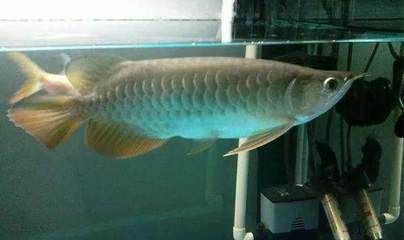 我的金龍魚尾鰭怎么不長（金龍魚尾鰭不長可能由多種因素引起，可能是多種因素引起）