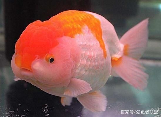 古典過背金龍魚什么時候發色（關于古典過背金龍魚發色時間的信息）